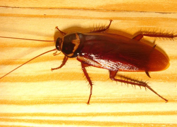 Cockroachcloseup