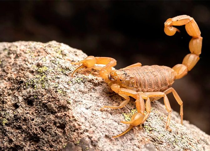 fotodia-lasiodora-parahybana