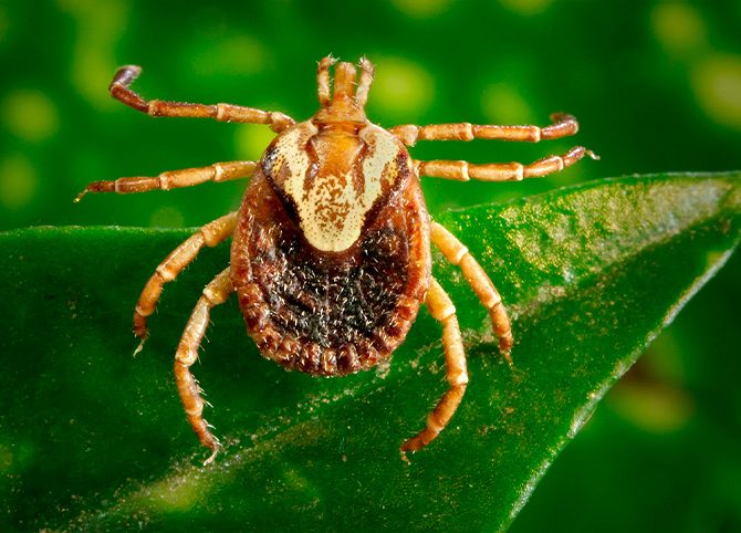 fotodia-lasiodora-parahybana
