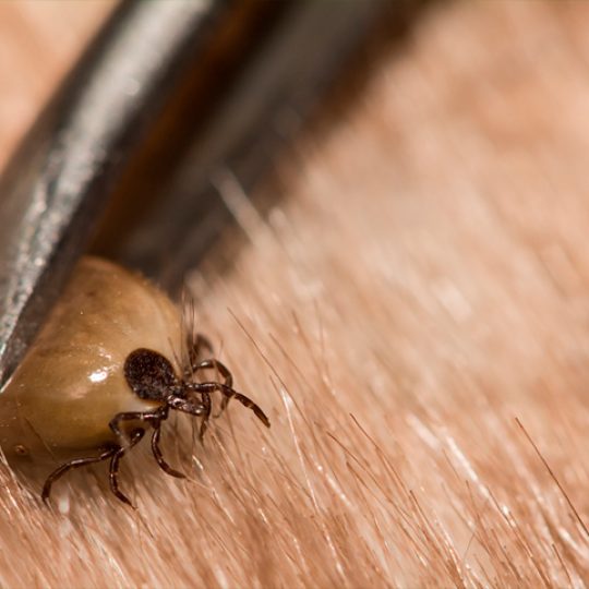 fotodia-lasiodora-parahybana