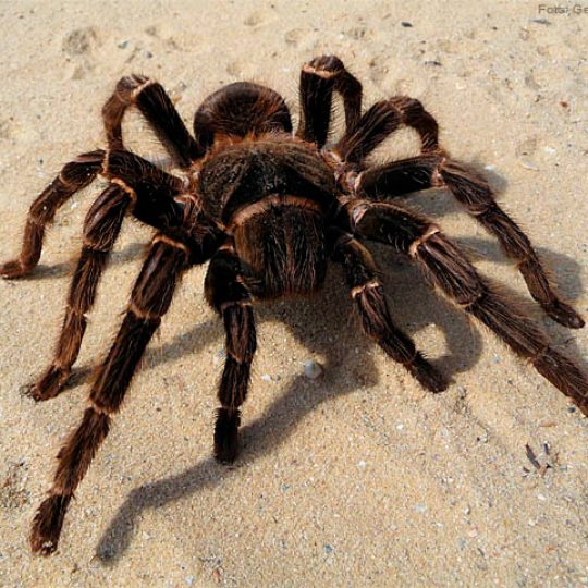fotodia-lasiodora-parahybana